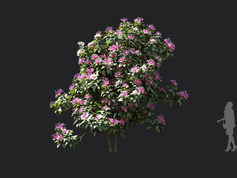 Maxtree - Plant Models Vol.119
