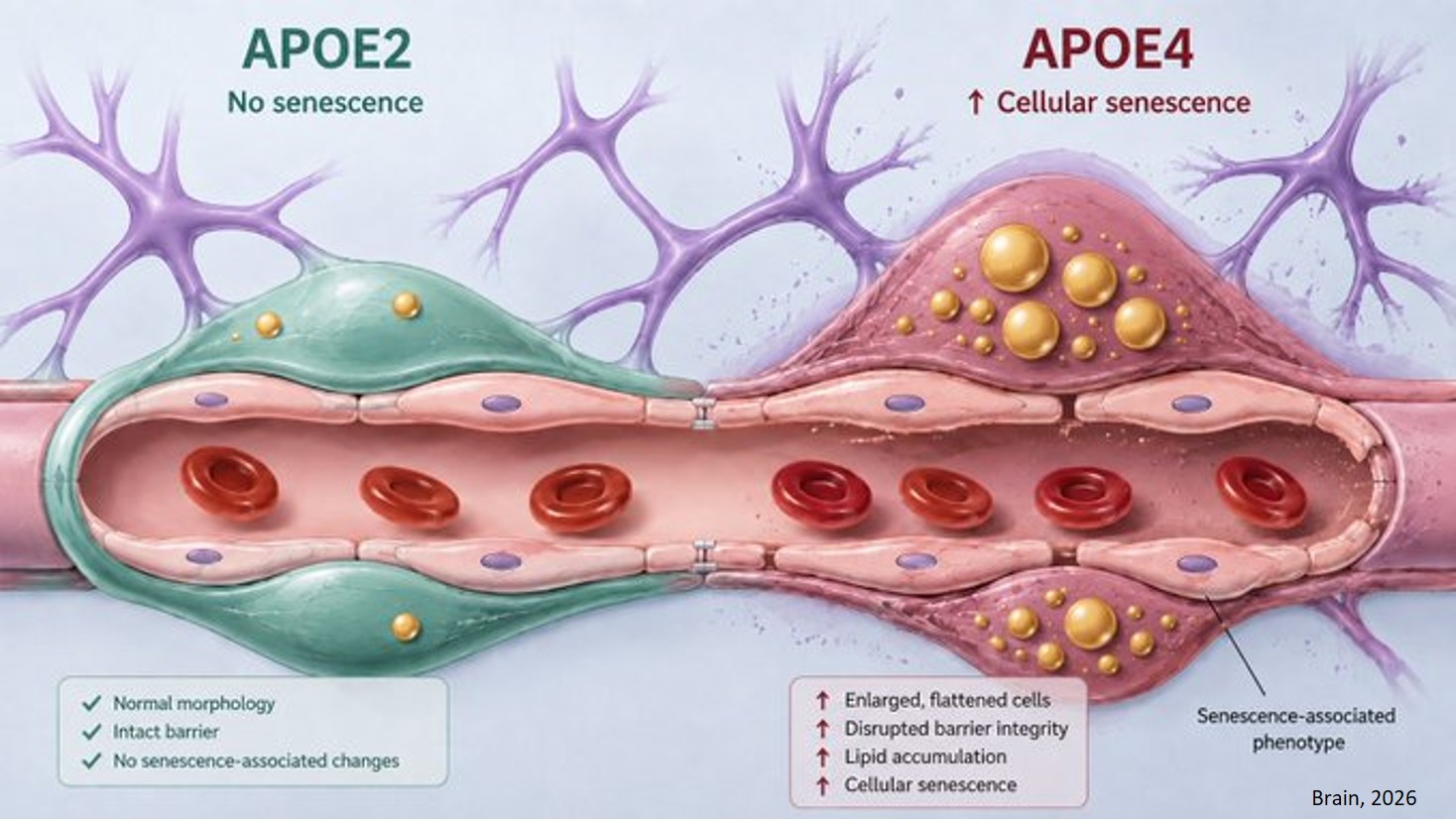 The longevity gene APOE2 enhances pericyte function and reduces lipid droplets
