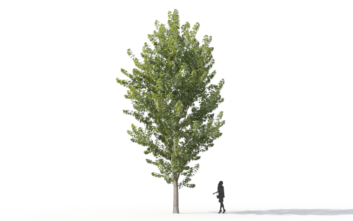 Maxtree - Plant Models Vol.11