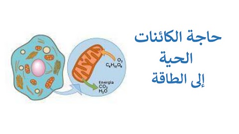 حاجة الكائنات الحية إلى الطاقة - أحياء الصف 12 الفصل 2