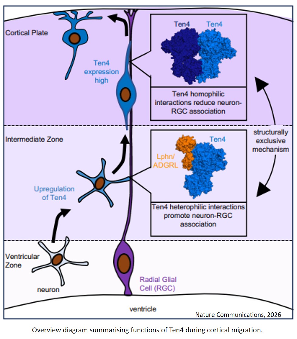 Structurally exclusive Teneurin complexes orchestrate divergent programs in early cortical development