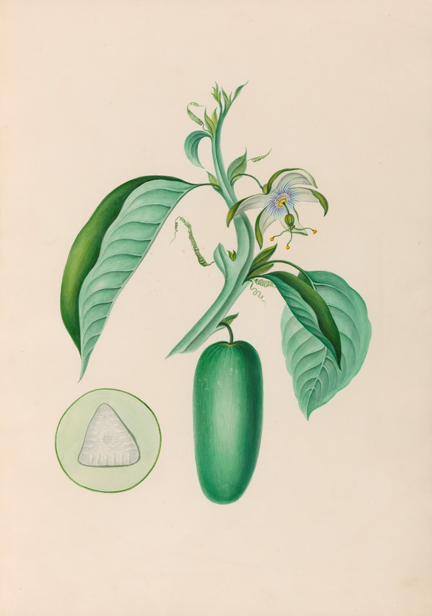 Drawings of tropical flowers and fruits from South America Pl10 1830