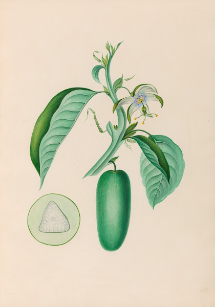 Drawings of tropical flowers and fruits from South America Pl10 1830