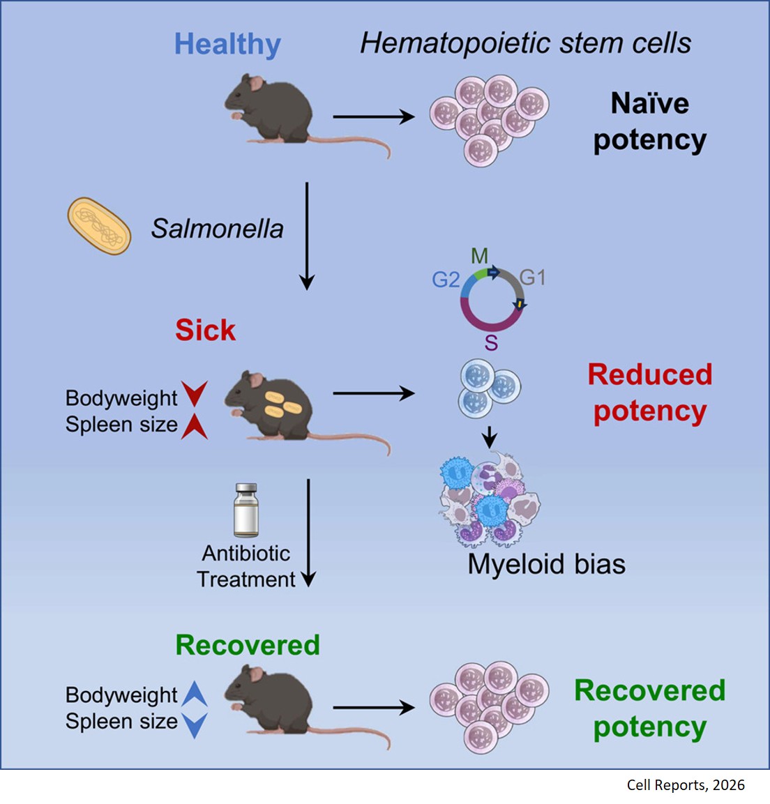 Reversible loss of hematopoietic stem cells transplant potency by chronic Salmonella infection