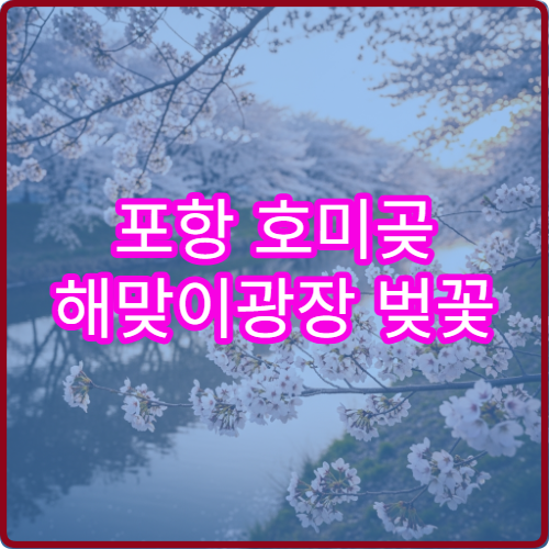 포항 호미곶 해맞이광장 벚꽃 일출시간 4월 새벽 인생샷 황금 포인트