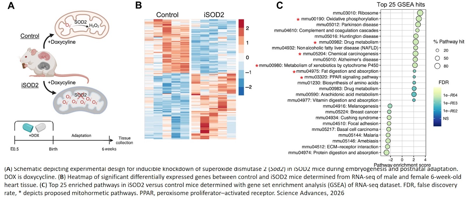Mitochondrial superoxide–induced mitohormesis is mediated by citrate and cardioprotective
