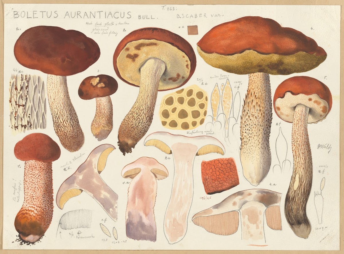 Boletus aurantiacus Bull 1915 1945