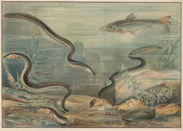 Eel and Carp 1913