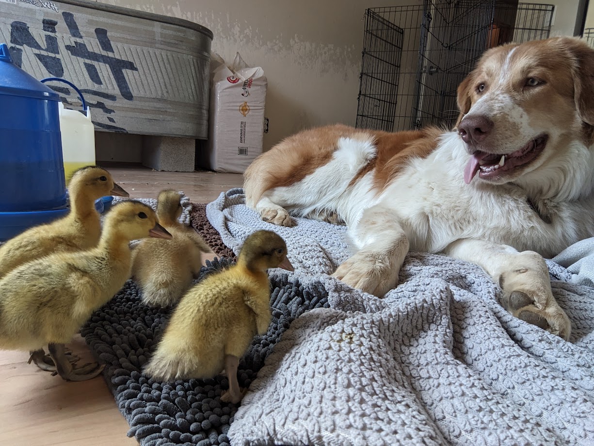 Silver Appleyard Duckling, White Chinese Goose