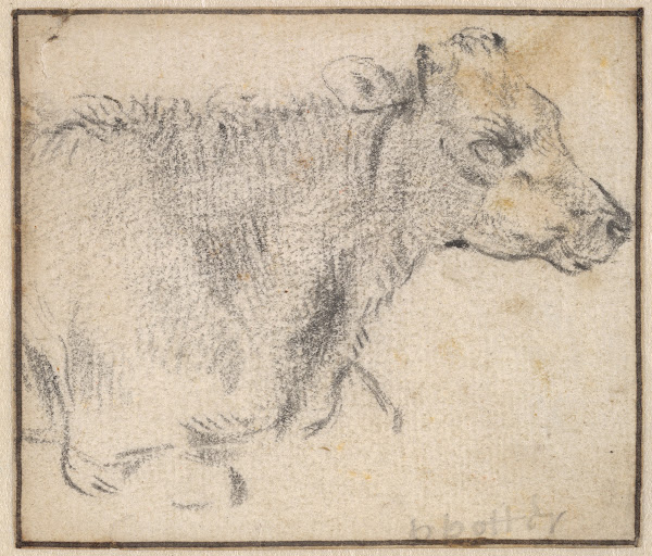Study of a lying cow ca 1650