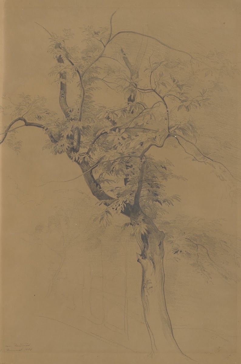 Baum im Taunus 1861