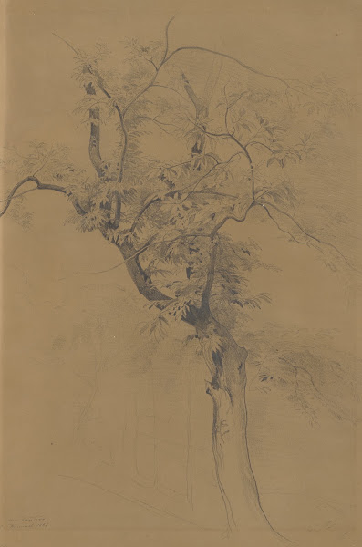 Baum im Taunus 1861