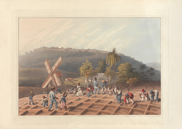 Planting the sugar cane 1823