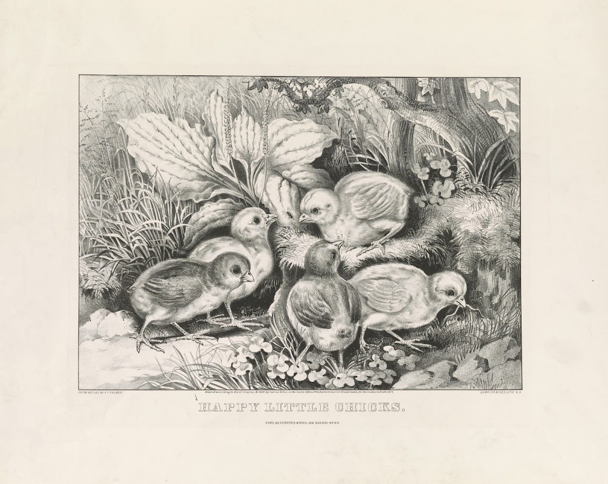 Happy little chicks 1866