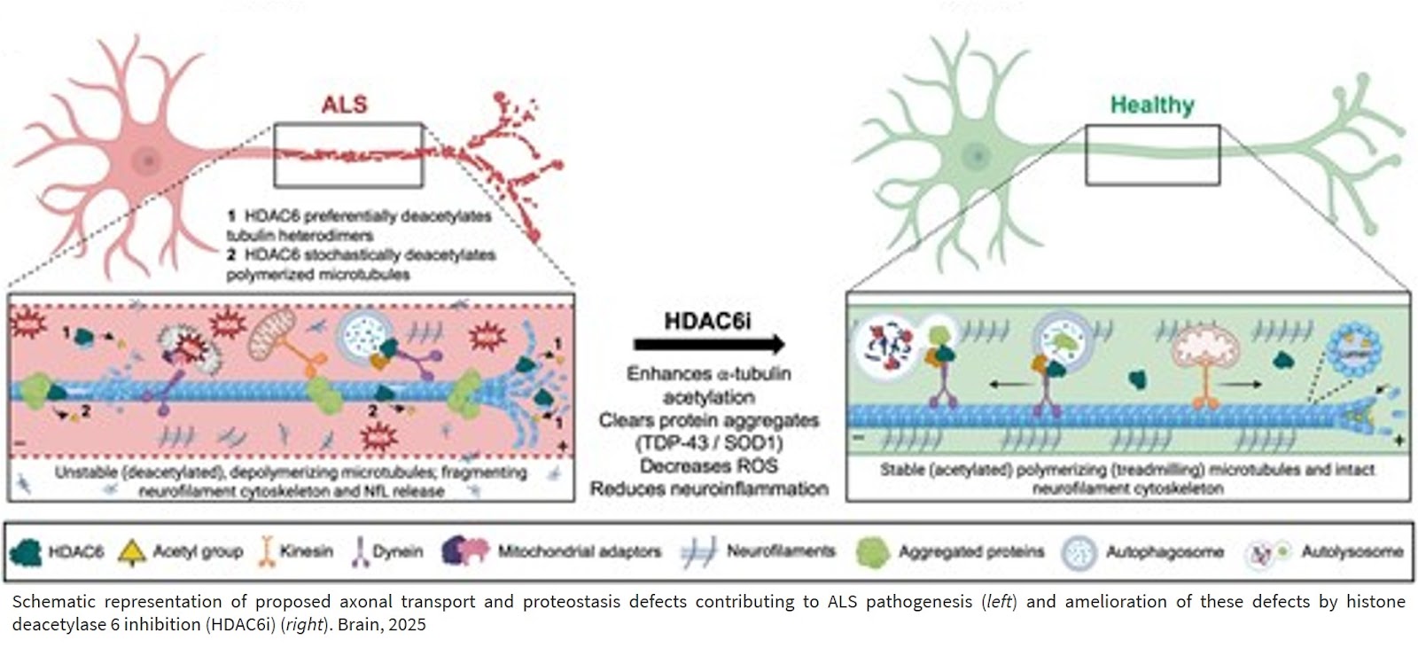 A next-generation HDAC6 inhibitor for amyotrophic lateral sclerosis and frontotemporal dementia