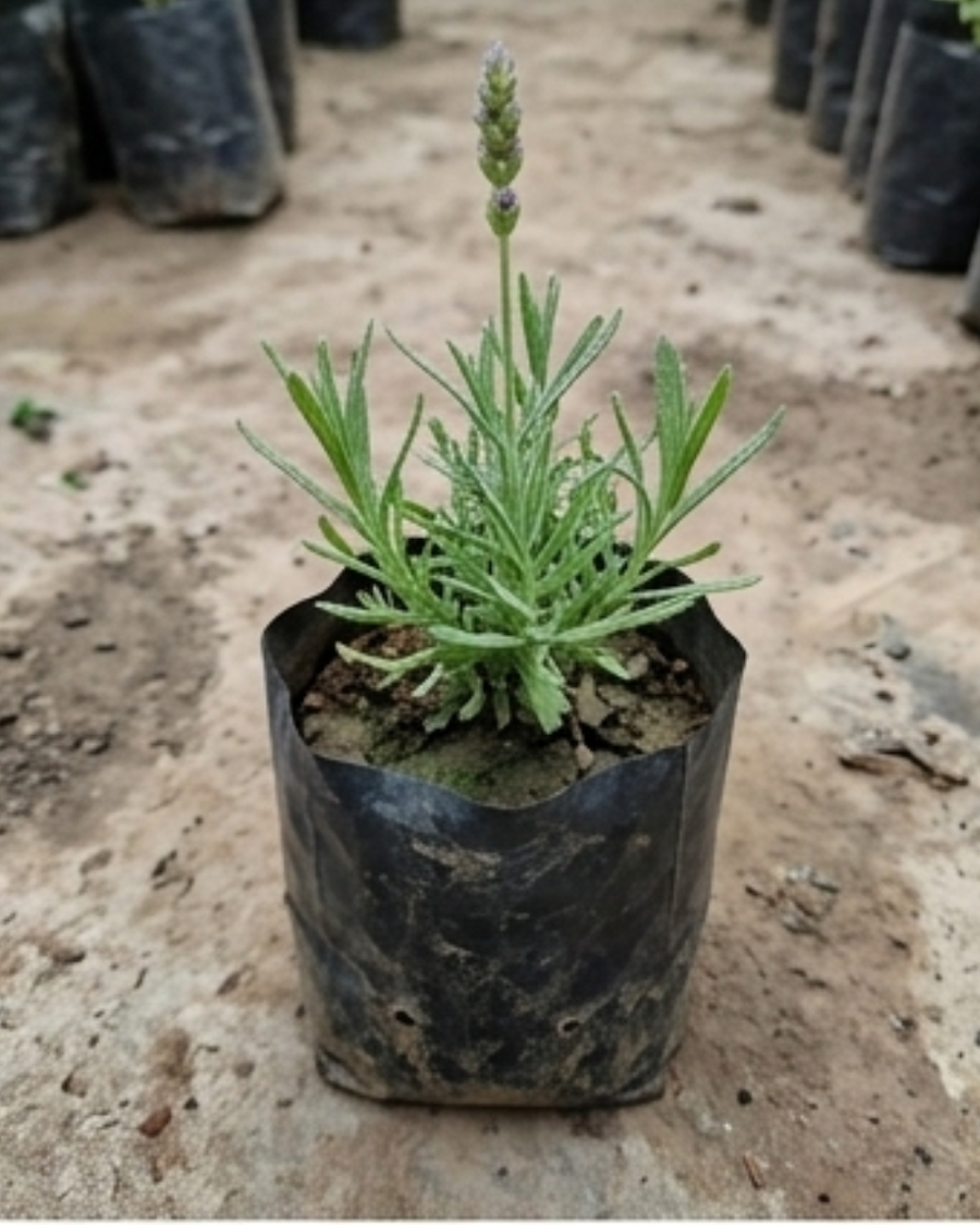 Lavender Plant — view 4