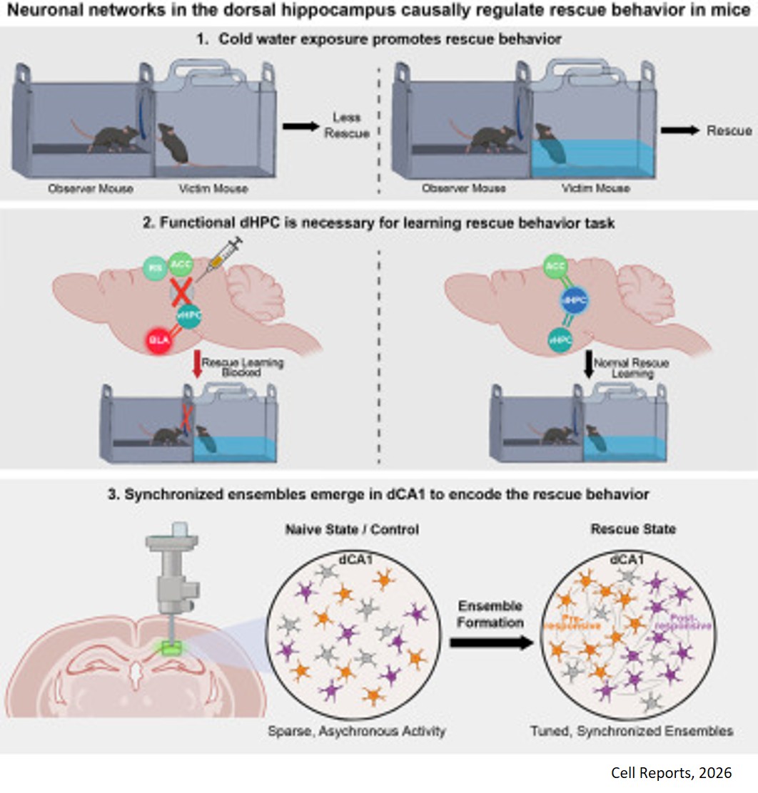 Regulating rescue behavior!