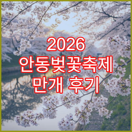 2026 안동벚꽃축제 만개 후기 초보자 드라이브 루트