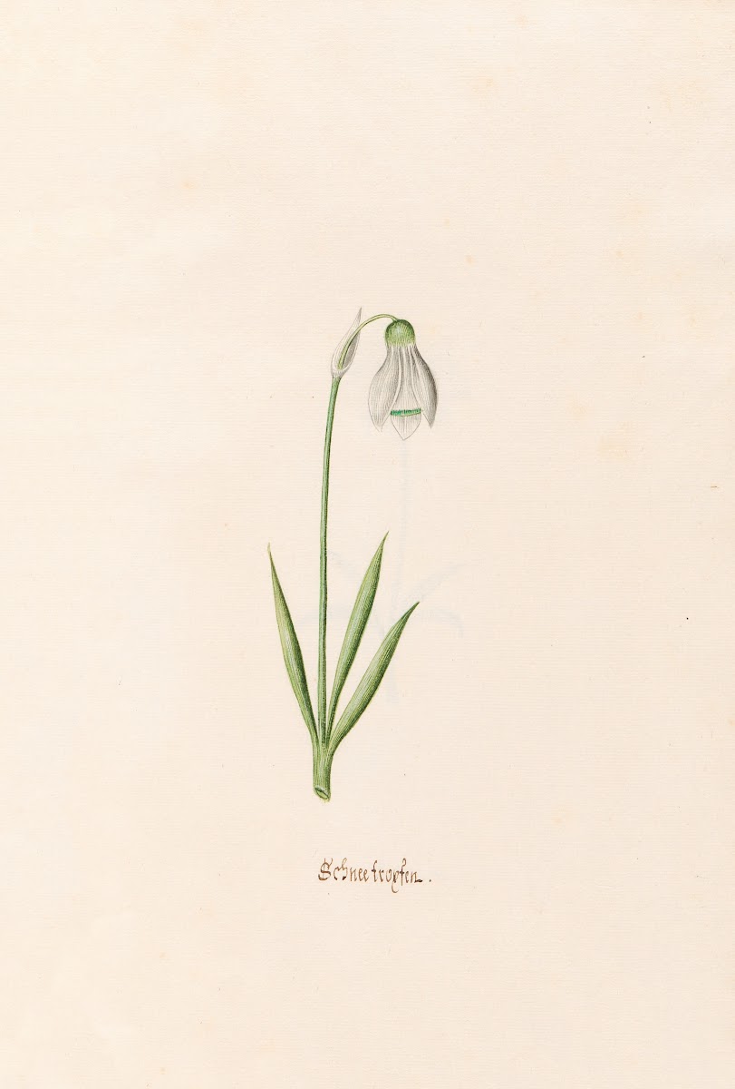 Schneefroyfen Schneeflocken 1692
