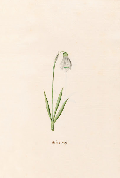 Schneefroyfen Schneeflocken 1692