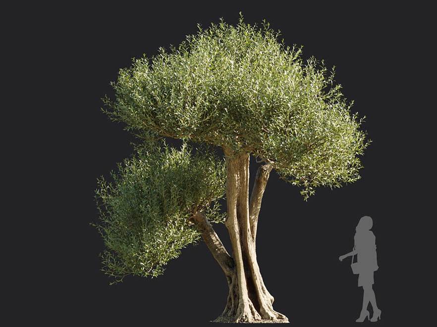 Maxtree - Plant Models Vol.113