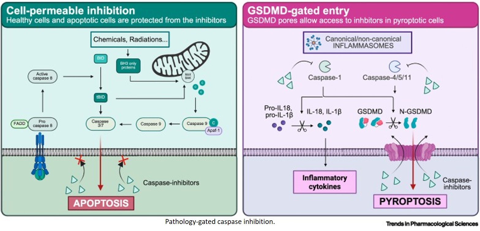 Gasdermin D-mediated delivery of caspase inhibitors to suppress pyroptosis