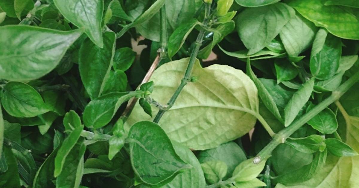 Cách Nấu Lá Cẩm