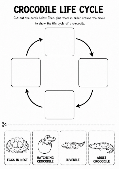 Crocodile Life Cycle Worksheet