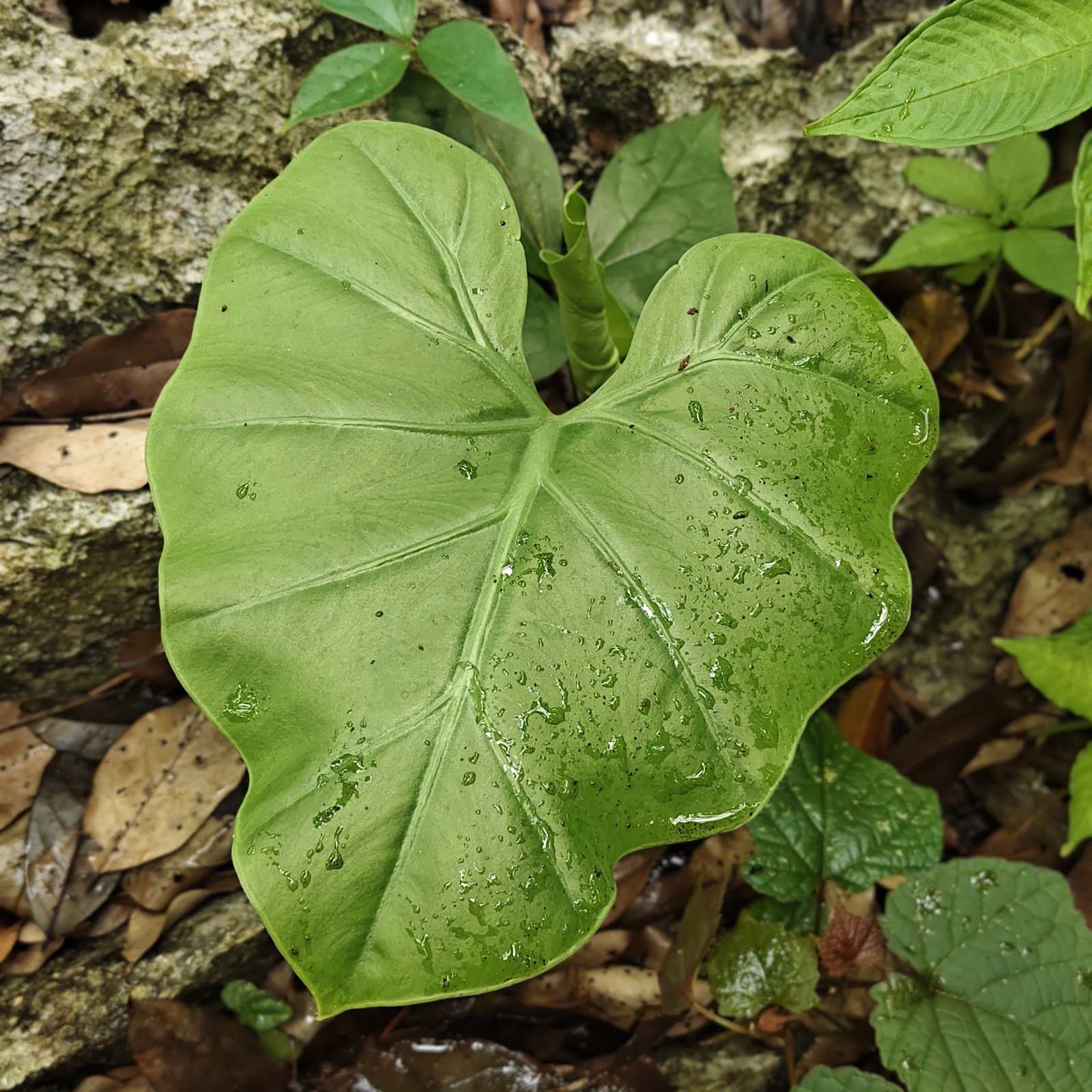 Jungle Foraging & Fire-Building — photo 5