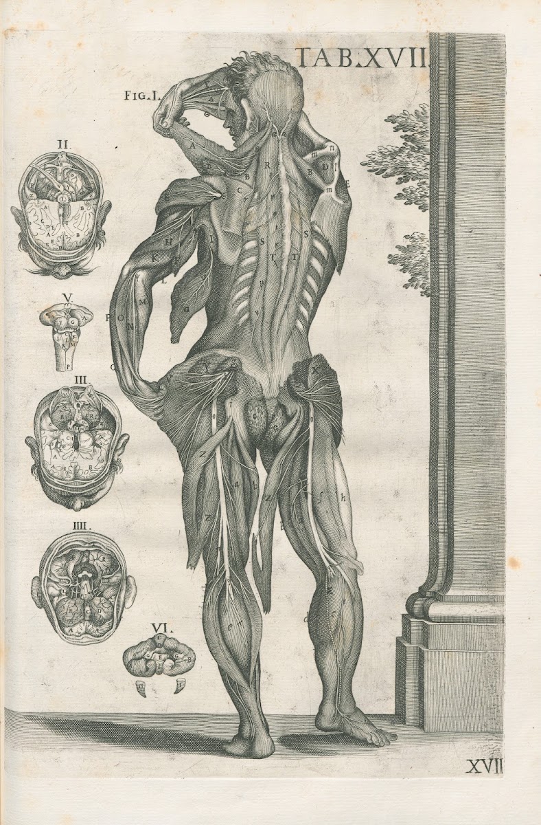 Tabulae anatomicae a celeberrimo pictore Petro Berretino Cortonensi Pl17 1741