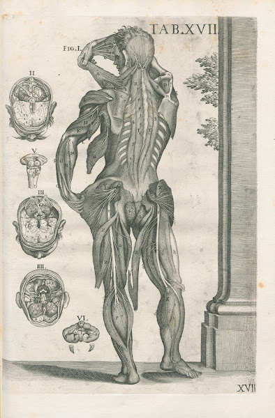 Tabulae anatomicae a celeberrimo pictore Petro Berretino Cortonensi Pl17 1741