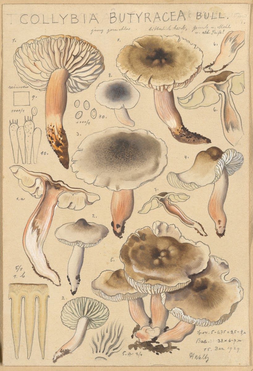Collybia butyracea 1915 1945
