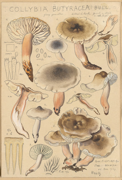 Collybia butyracea 1915 1945