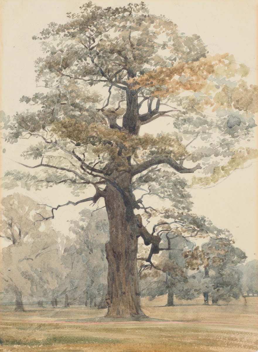 Oak in Kettlestone Park