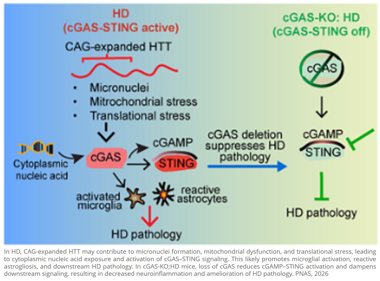 Targeting the cGAS–STING pathway mitigates Huntington disease pathogenesis in a knock-in mouse model