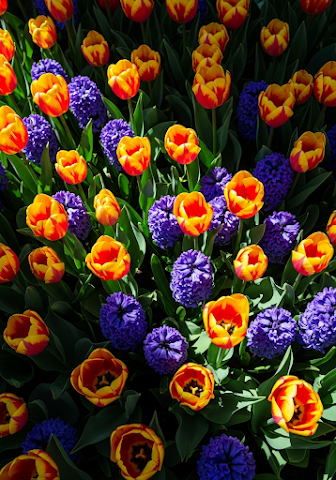 Vibrant Orange Tulip Field