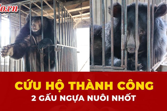 Nghệ An: Cứu hộ thành công 2 con gấu ngựa nuôi nhốt ở một hộ dân - Báo Pháp Luật TP.HCM