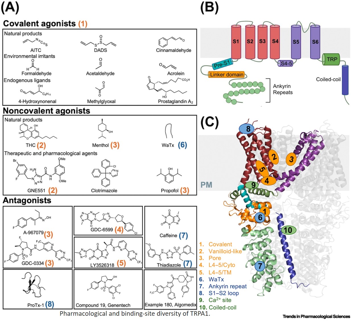Structural pharmacology of TRPA1 channel