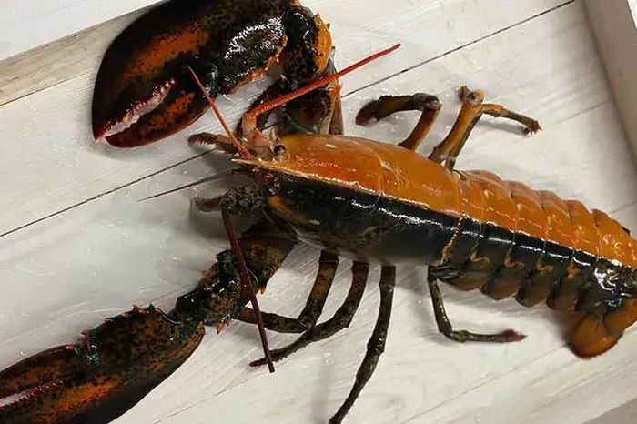 Ngư dân bắt được tôm hùm hai màu hiếm gặp ngoài khơi Cape Cod - Báo Tri thức &amp; Cuộc sống