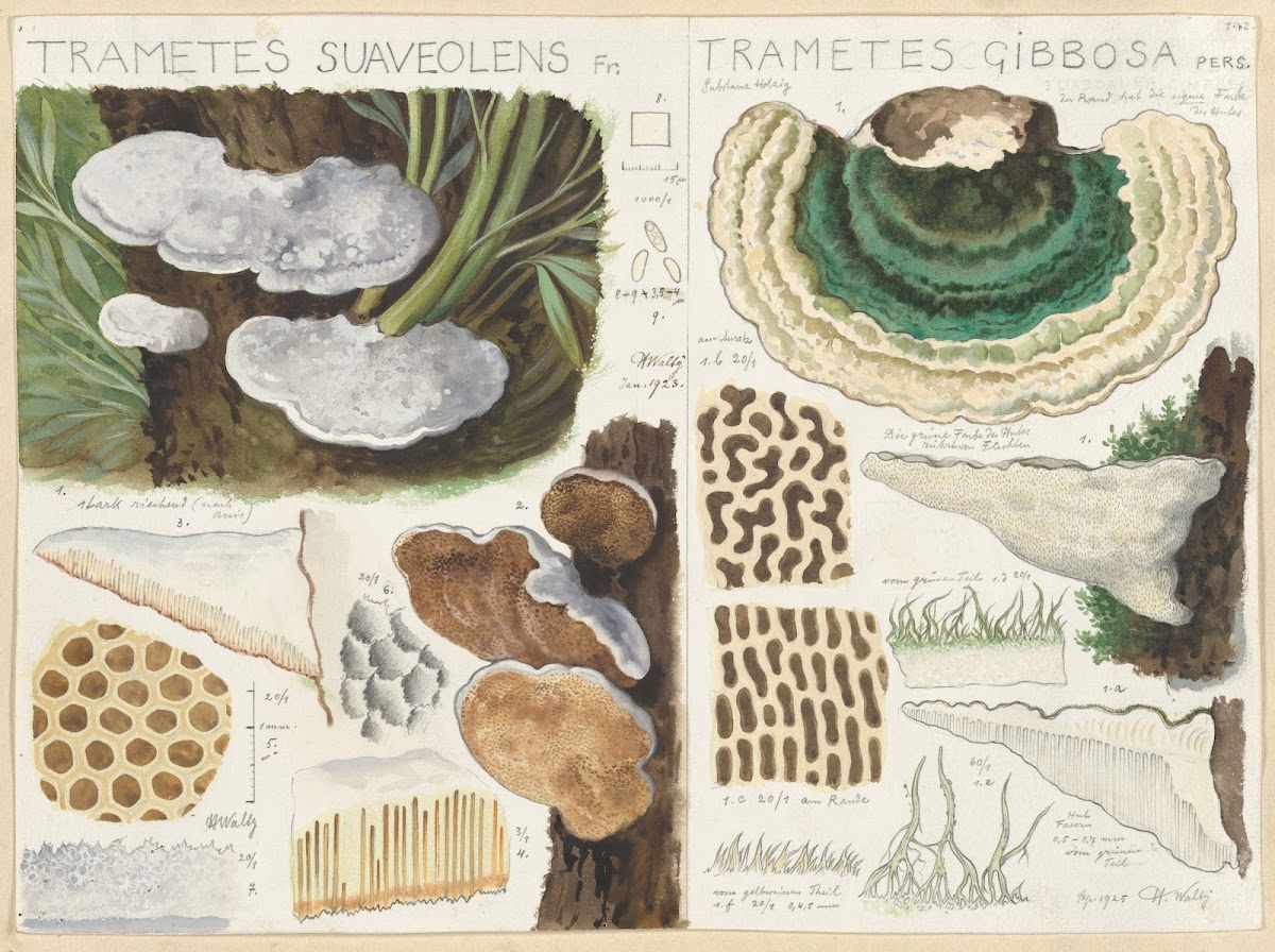 Trametes gibbosa 1915 1945