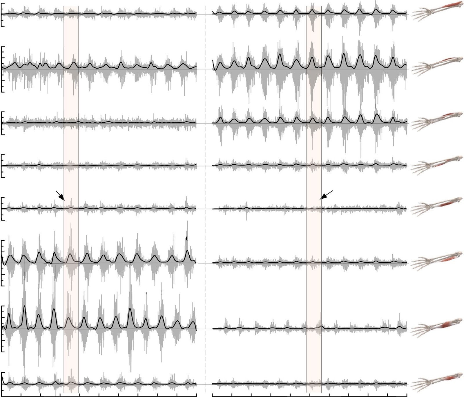 Physiological Characteristics of Forearm Muscles During Different Movement Patterns of Wrist