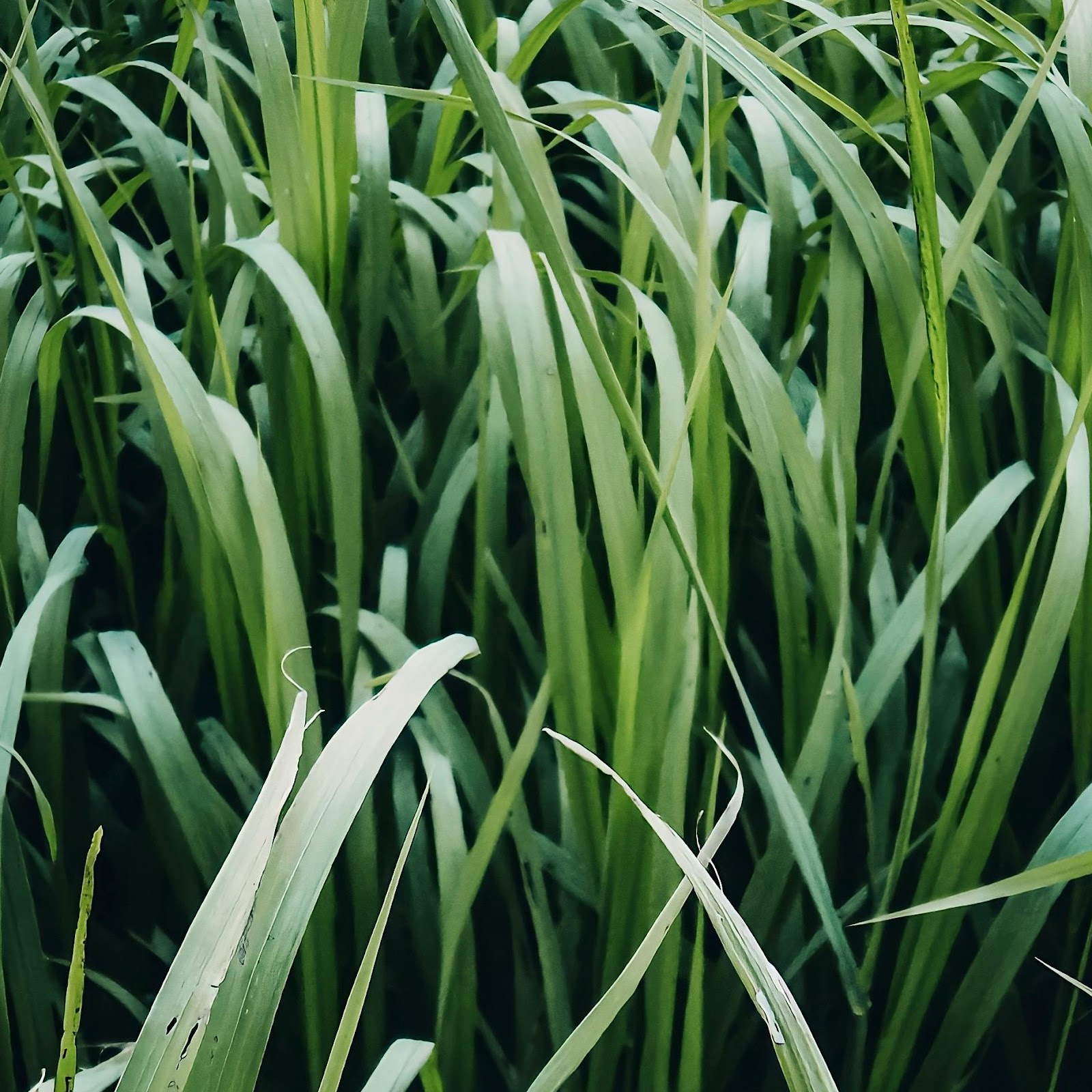 Download Grass, Greenery, Nature, Field 2K iPhone