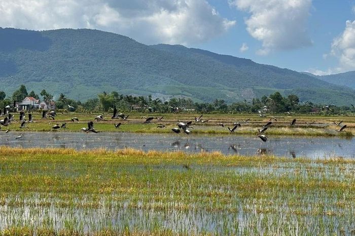 [Ảnh] Hàng trăm con cò nhạn xuất hiện trên cánh đồng xã Hòa Thịnh, Đắk Lắk - Báo Nhân Dân