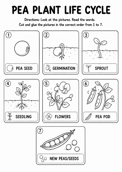 Pea Plant Life Cycle Worksheet