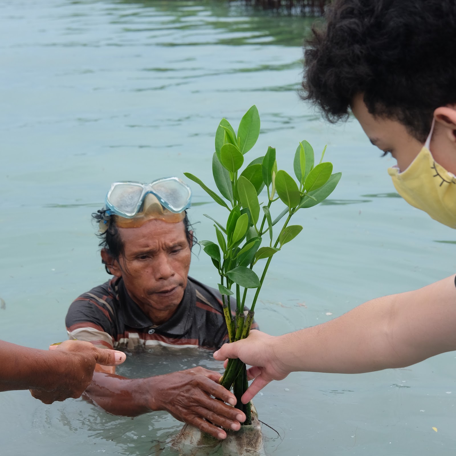 Mangrove Planting in Indonesia. Blue carbon ecosystem conservation, climate education, marine and estuarine mangrove, seaweed, seagrass, coral. CarbonEthics Indonesia