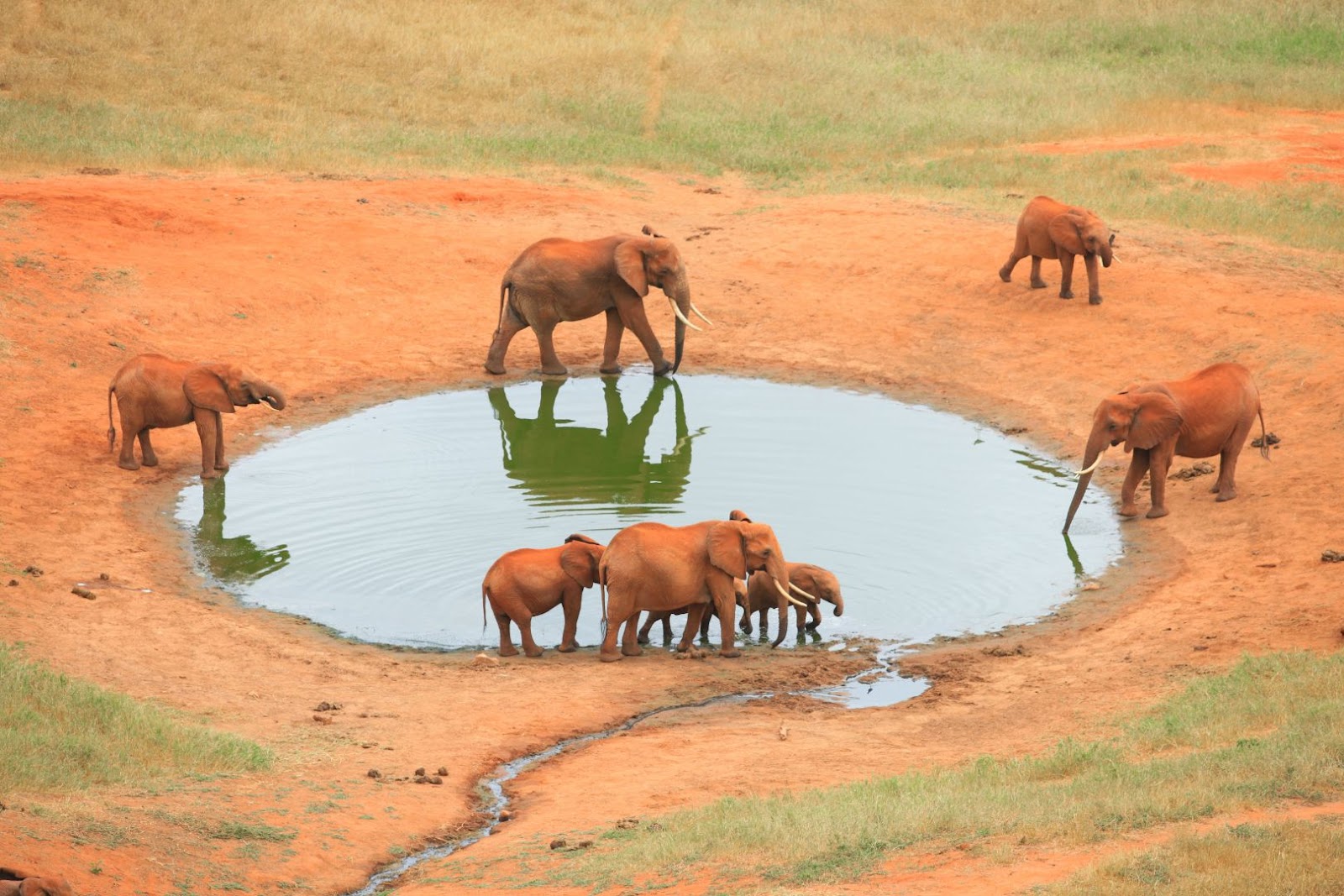 Elephants Waterhole