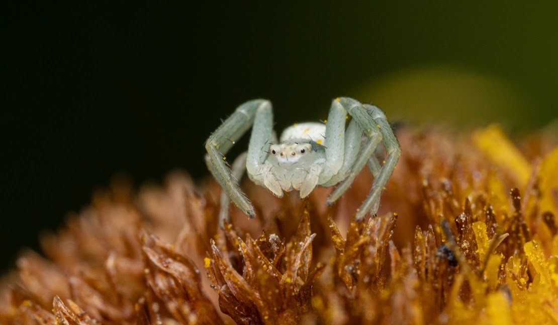 Misumena vatia