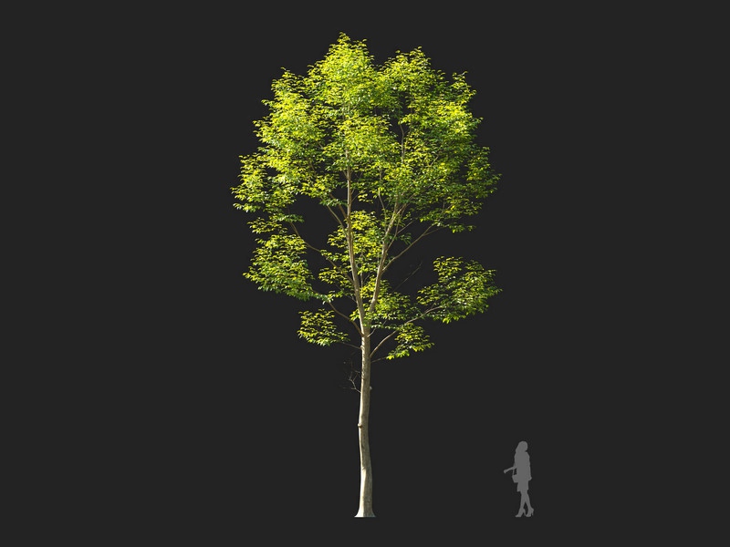 Maxtree - Plant Models Vol.114