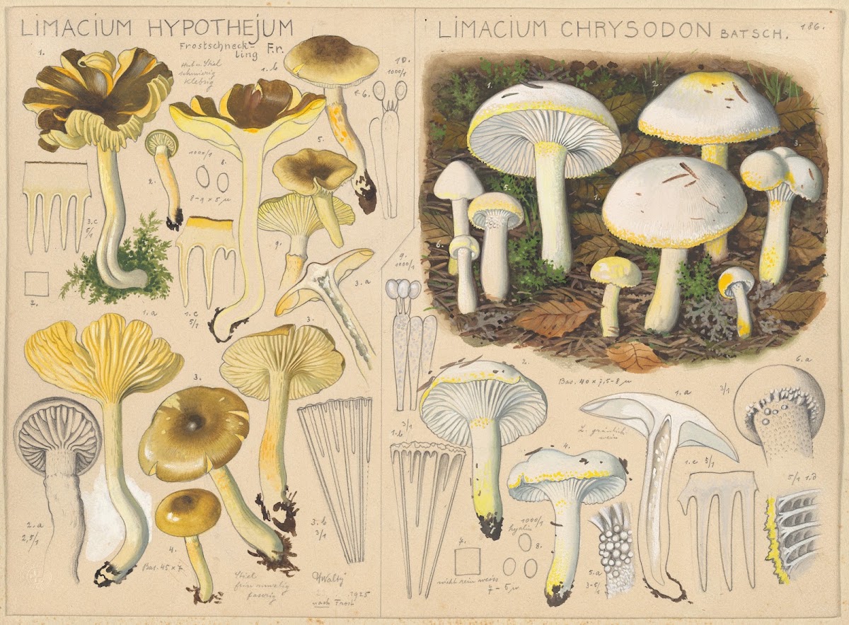 Limacium hypothejum Limacium chrysodon 1915 1945