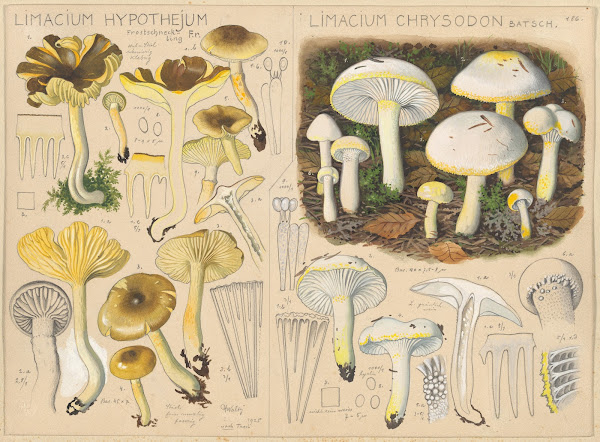Limacium hypothejum Limacium chrysodon 1915 1945